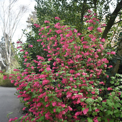 Ribes sanguineum 'Kind Edward' - Rode Ribes - hoogte 45cm