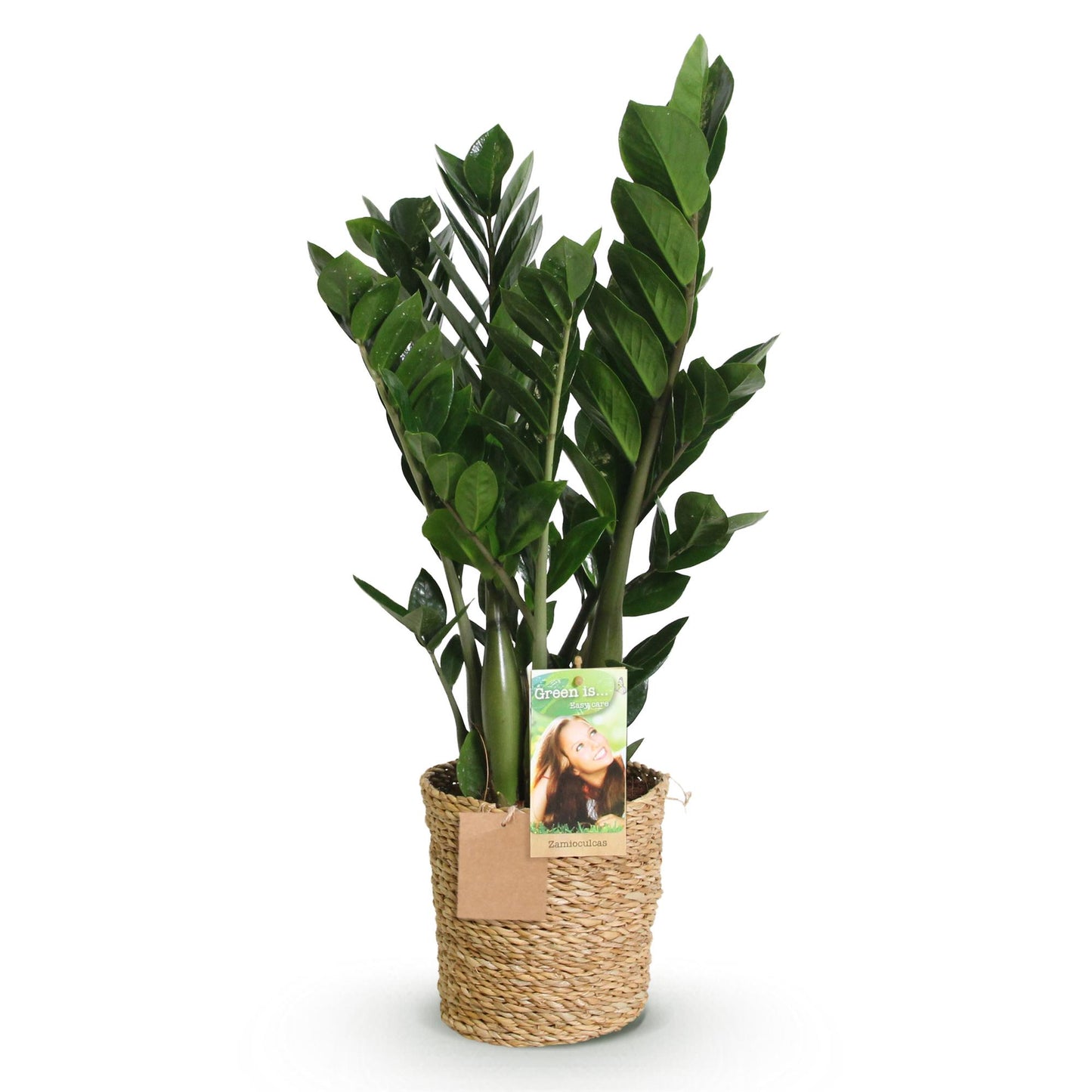Zamioculcas - ZZ-plant - incl. mand - pot 17cm - hoogte 65-75cm