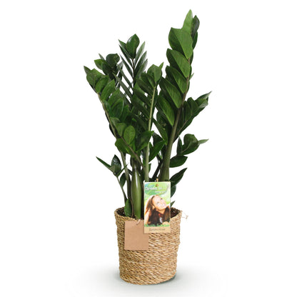 Zamioculcas - ZZ-plant - incl. mand - pot 17cm - hoogte 65-75cm