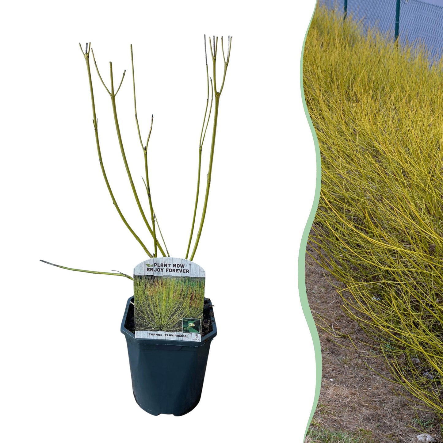 Cornus alba 'Flaviramea' - Gele Kornoelje - hoogte 45cm