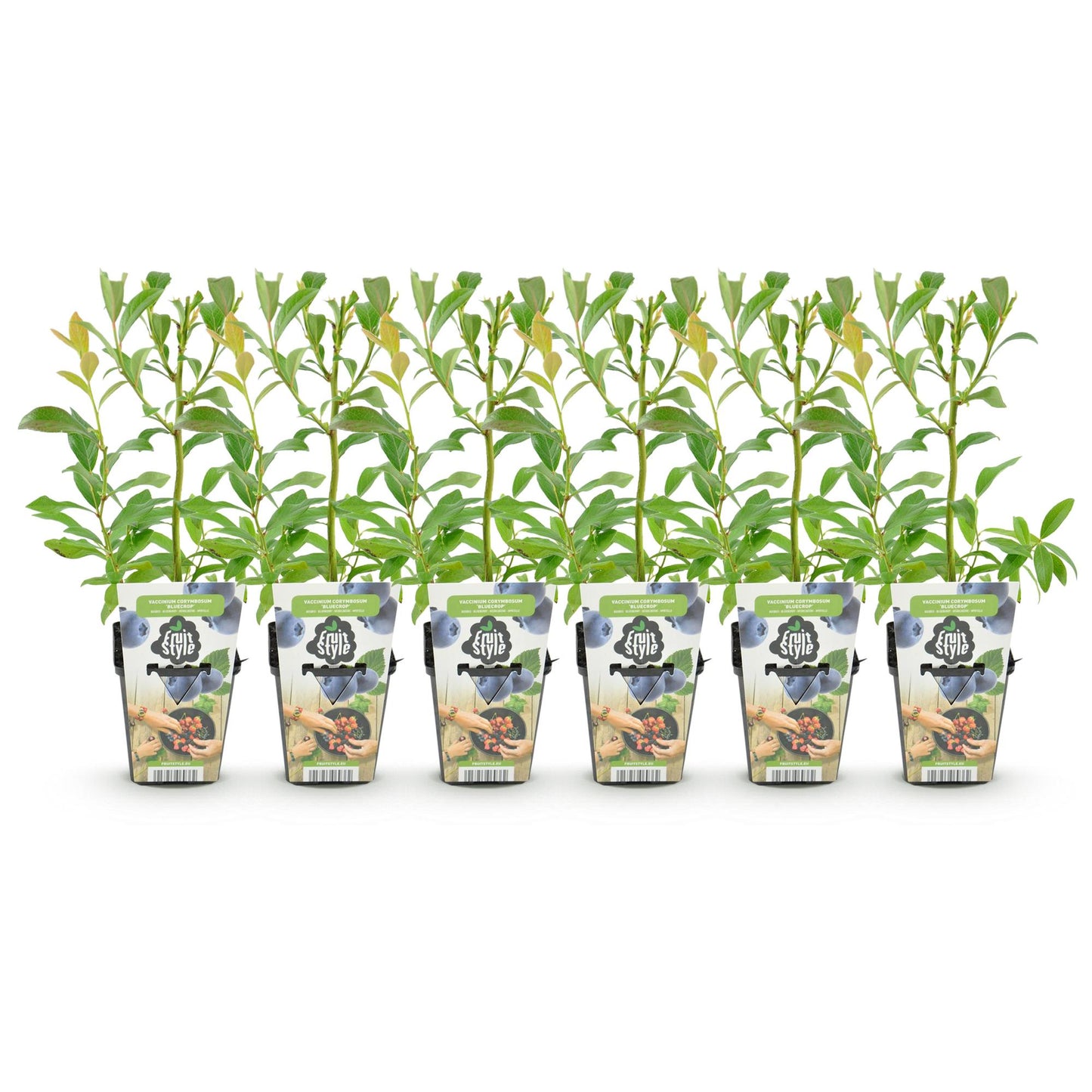 Vaccinium corymbossum 'Bluegold' - Blauwe bes - 6 planten - Pot 9cm