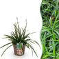 Green boutiQ - Siergrassen -  Carex morrowii Irish Green - Groen & Geel - 1 Plant - Groenblijvend - Winterhard - Pot 17cm Hoogte 50cm