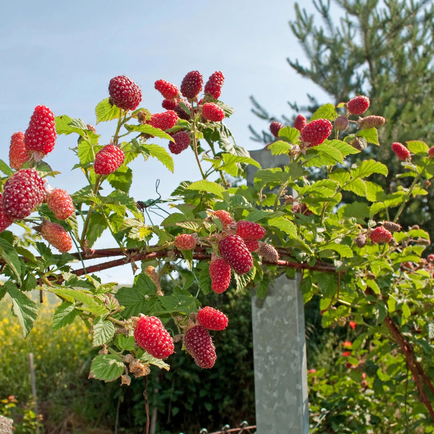 Rubus 'Tayberry' - Taybes - 2 planten -  Pot 11cm - Hoogte 40cm