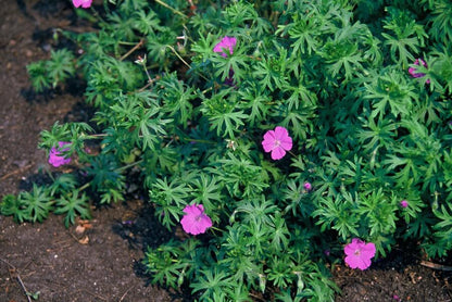 Geranium 'Tiny Monster' - Ooievaarsbek
