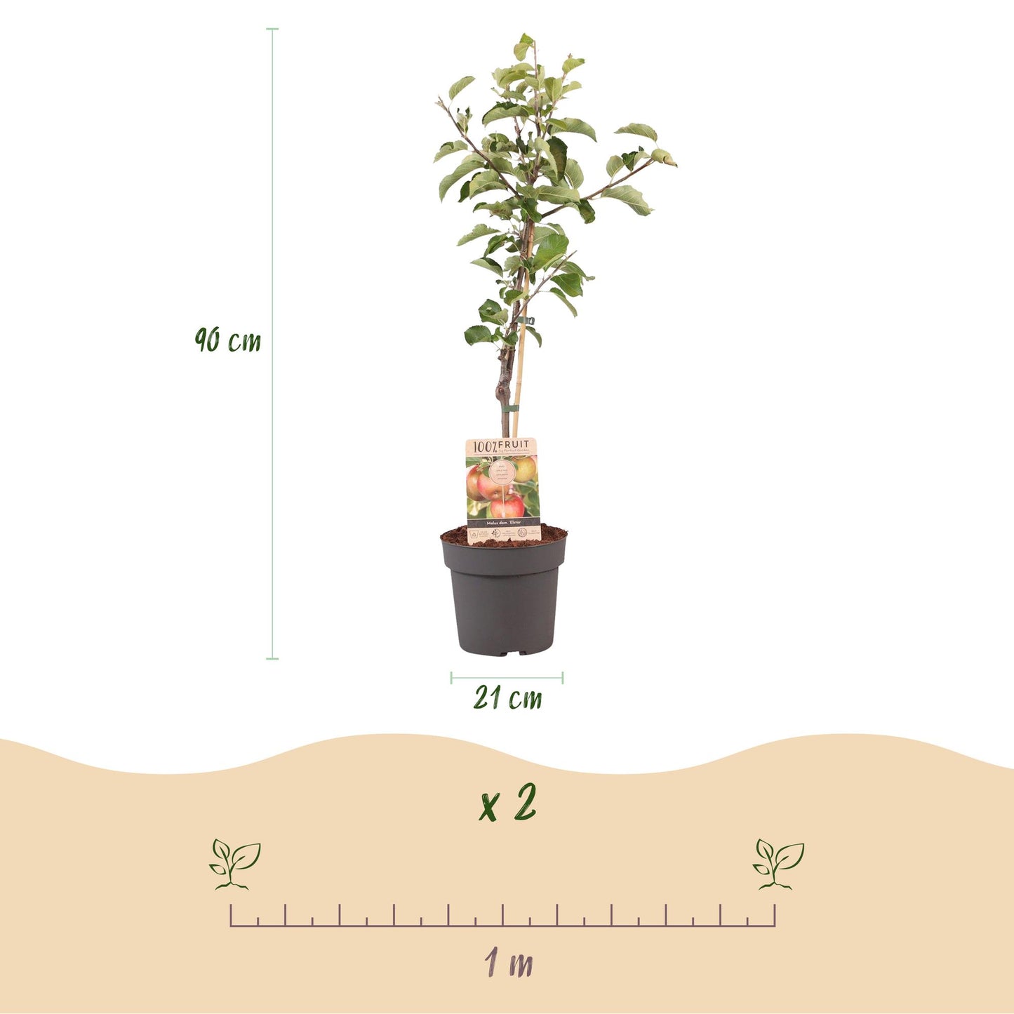 Malus domestica 'Elstar' - Appelboom - hoogte 90cm