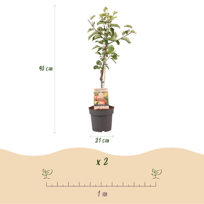 Malus domestica 'Elstar' - Appelboom - hoogte 90cm