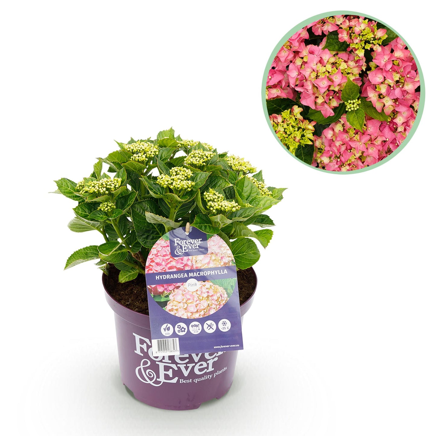 Hydrangea 'Forever & Ever Pink' - Roze Hortensia - 7-12 bloemen - hoogte 55cm