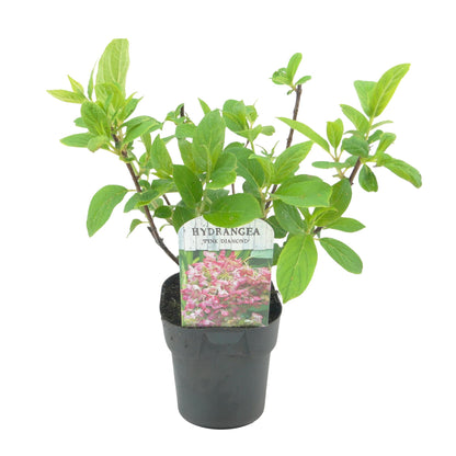 Hydrangea panniculata 'Pink Diamond' - Pluimhortensia - hoogte 50cm