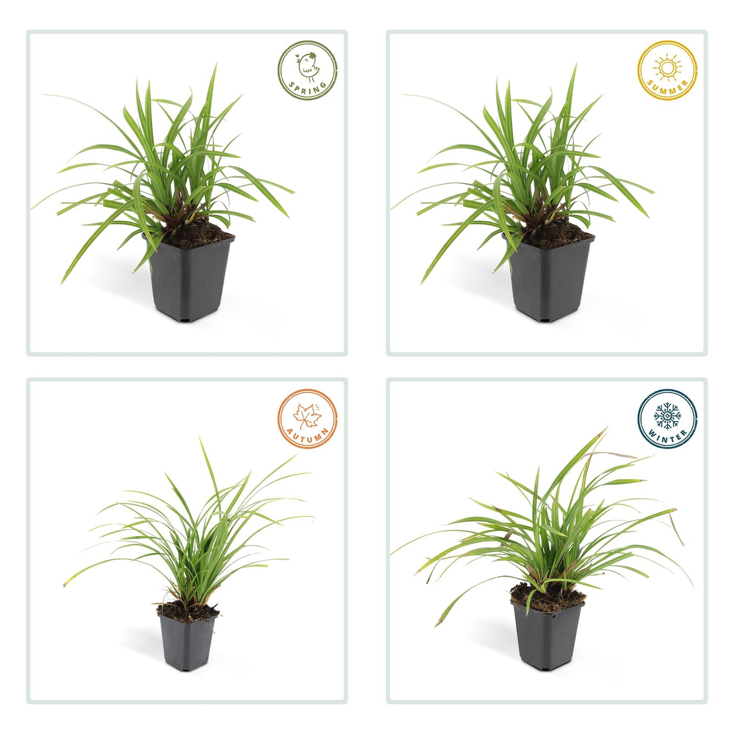 Carex morrowi 'Irish Green' - Japanse Zegge