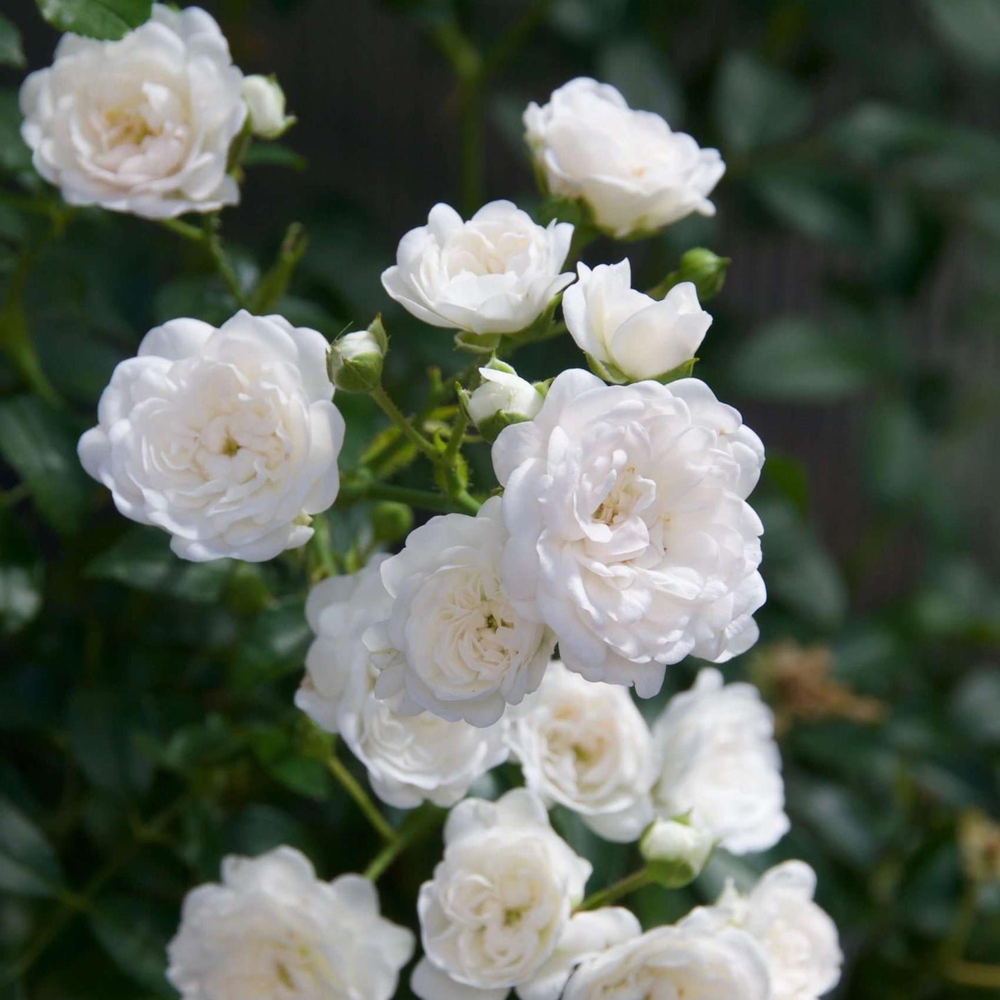 Rosa 'White Fairy' - Roos - hoogte 20-25cm