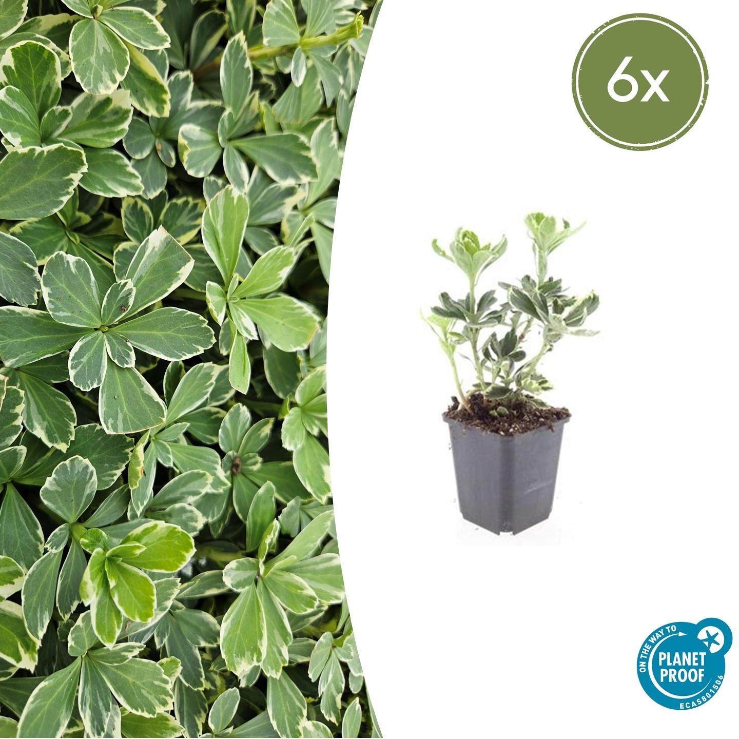 Pachysandra terminalis 'Variegata' - Schaduwkruid
