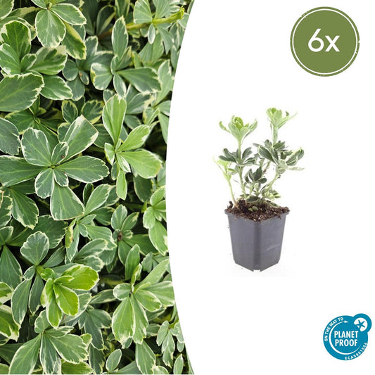 Pachysandra terminalis 'Variegata' - Schaduwkruid