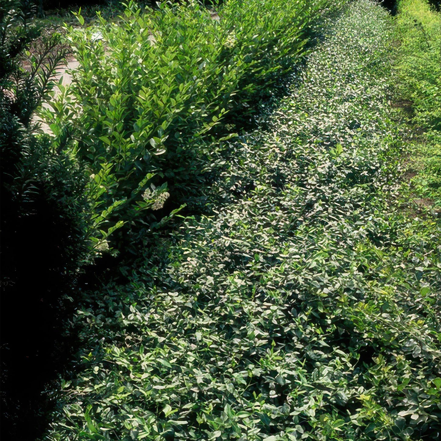 Euonymus fortunei radicans - Kardinaalshoed
