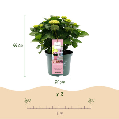 Hydrangea 'Magical Revolution Pink' - Roze Hortensia - 6-10 Bloemen - hoogte 55cm
