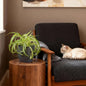 Green boutiQ - Kamerplant - Chlorophytum comosum Bonnie - Krullende Graslelie - Huisdiervriendelijke Plant - Groen - 1 Plant - met Potter Grijs - Pot 12cm - Hoogte 20cm
