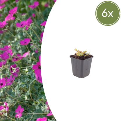 Geranium sanguineum 'Max Frei' - Bloedooievaarsbek