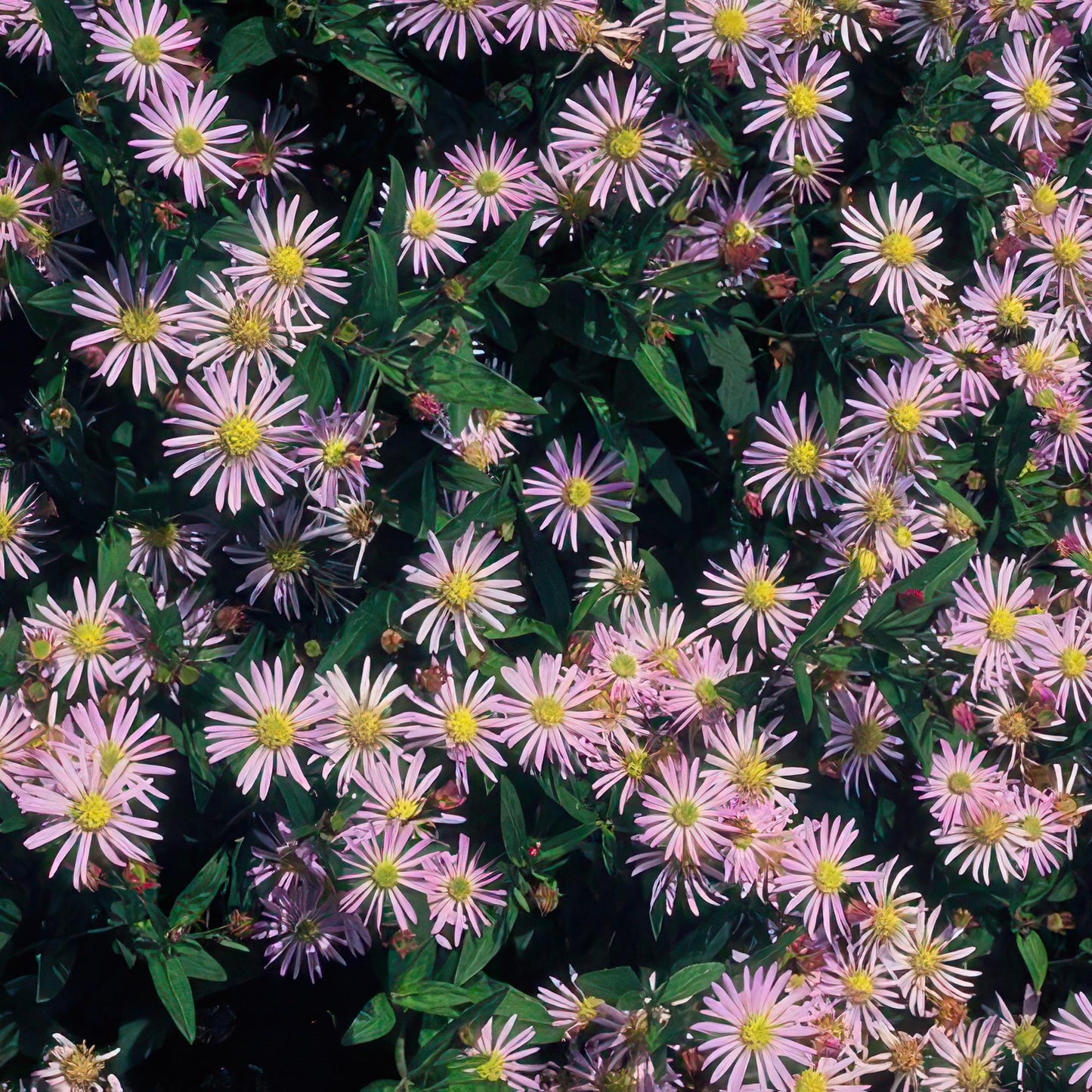 Aster ageratoides 'Asran' - Herfstaster