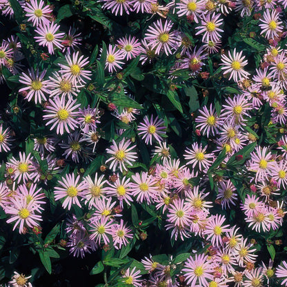 Aster ageratoides 'Asran' - Herfstaster