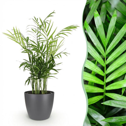 Green boutiQ - Kamerplant - Chamaedorea elegans - Goudpalm - Huisdiervriendelijke Plant - Groen - 1 Plant - met Potter Grijs - Pot 12cm - Hoogte 15cm