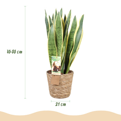 Sansevieria Laurentii - Vrouwentong - incl. mand - pot 21cm - hoogte 70-80cm