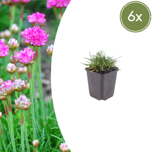 Armeria maritima 'Splendens' - Engels gras
