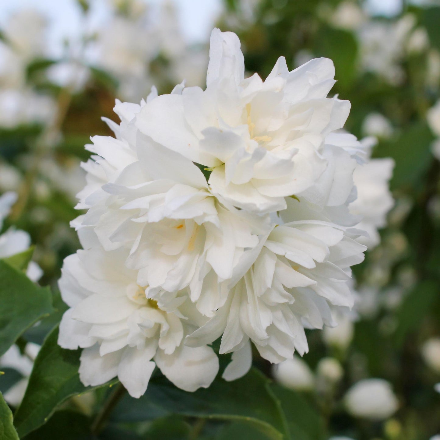Philadelphus 'Snowbelle' - Boerenjasmijn - hoogte 45cm