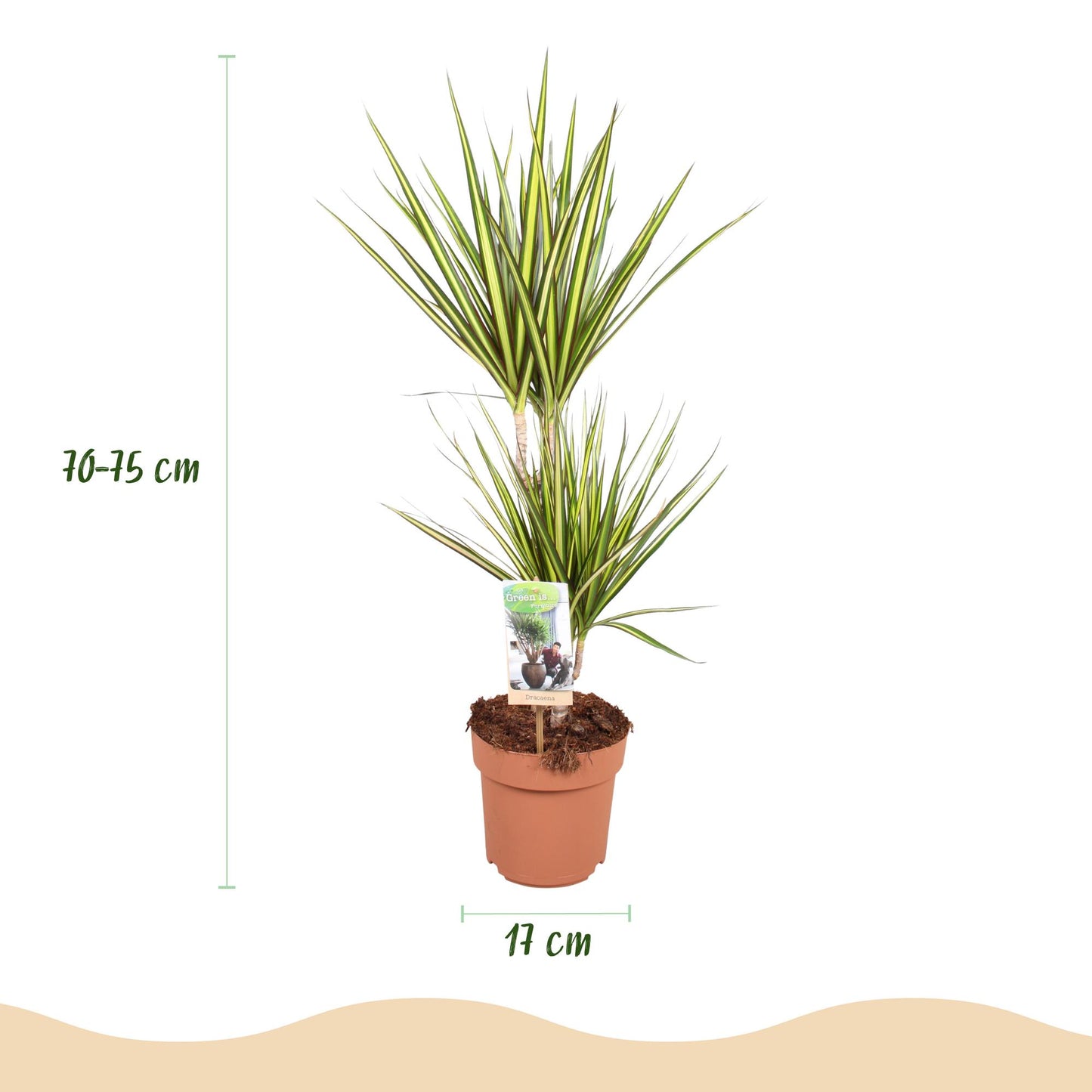 Dracaena Sunray - Drakenbloedboom - 1 plant - pot 17cm - hoogte 70-75cm