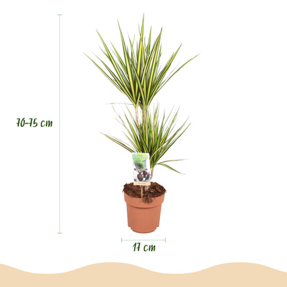 Dracaena Sunray - Drakenbloedboom - 1 plant - pot 17cm - hoogte 70-75cm