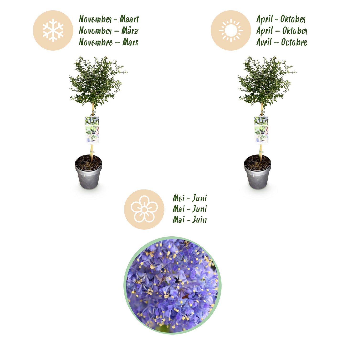 Ceanothus thyrsiflorus Repens op stam - Amerikaanse sering - hoogte 90cm