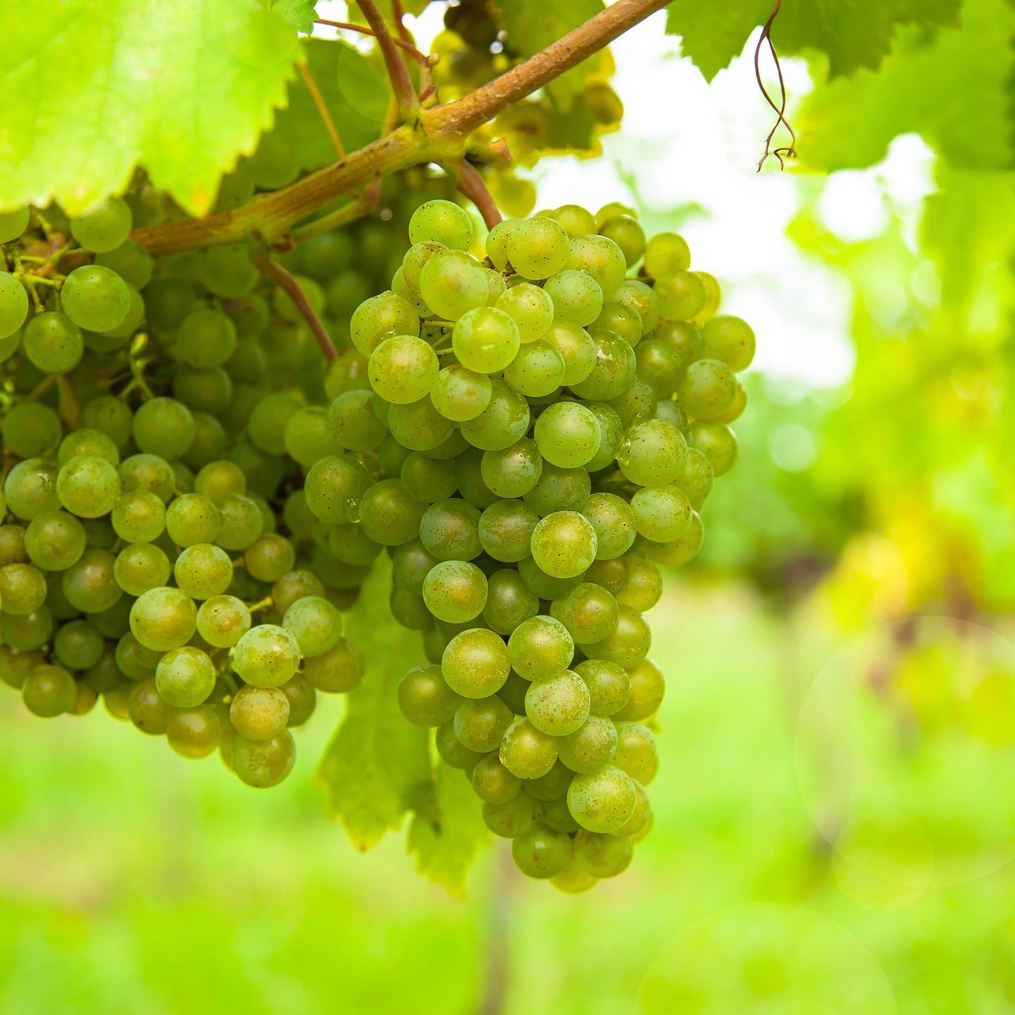 Vitis vinifera 'Vroege van der Laan' - Witte Druif