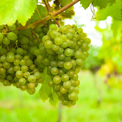 Vitis vinifera 'Vroege van der Laan' - Witte Druif