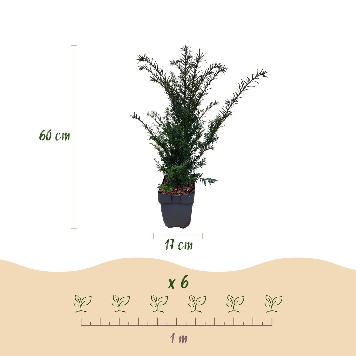 Taxus baccata - Venijnboom - hoogte 60cm