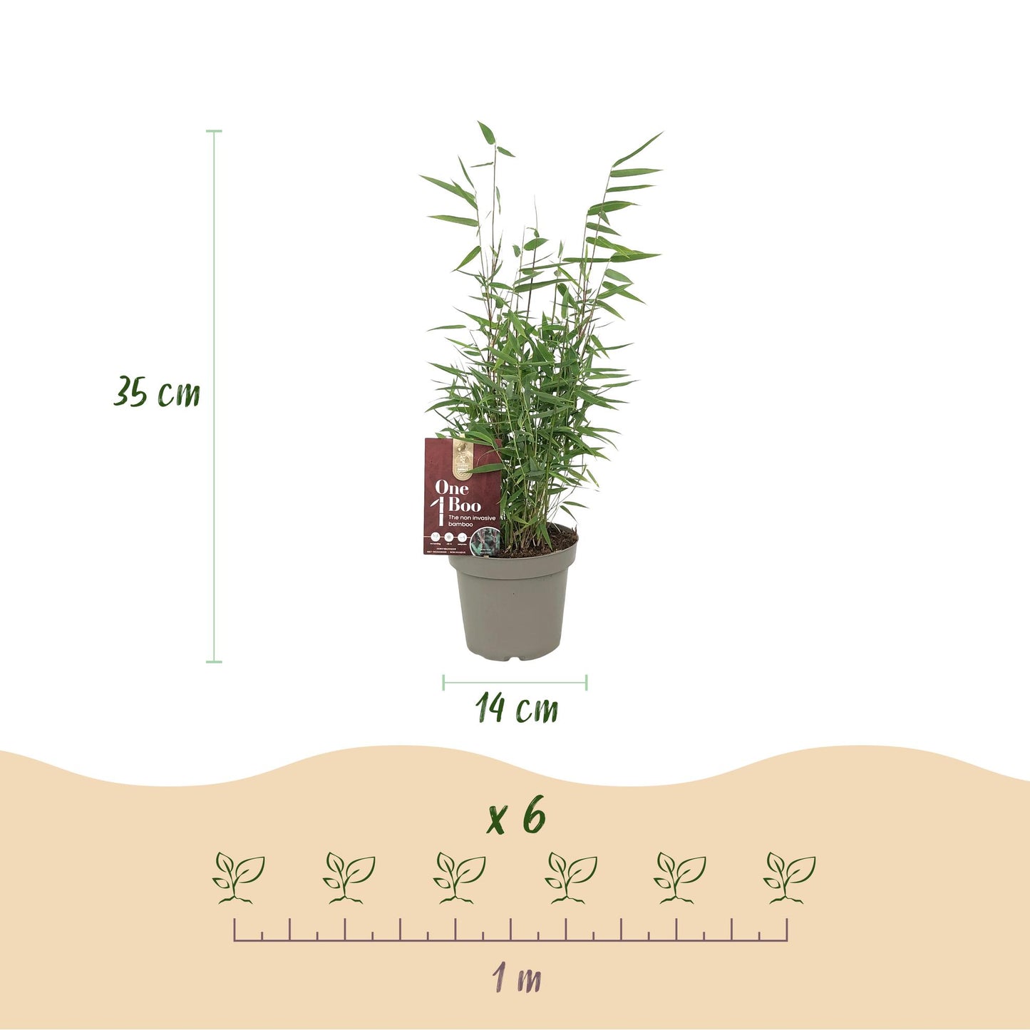 Fargesia 'Red Dragon' - niet woekerend Bamboe - hoogte 35cm