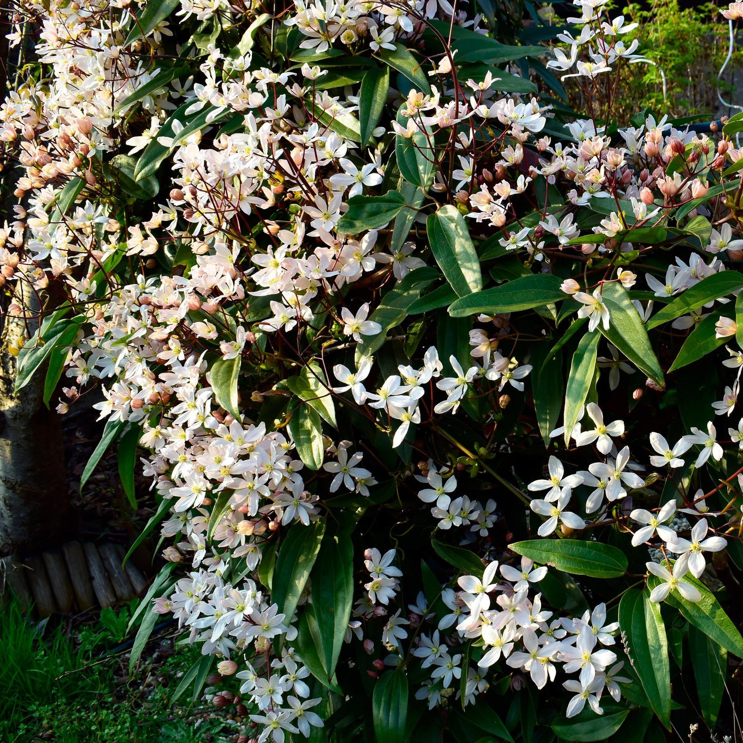 Clematis armandii - groenblijvende Clematis - 1 plant - Pot 11cm - Hoogte 40cm