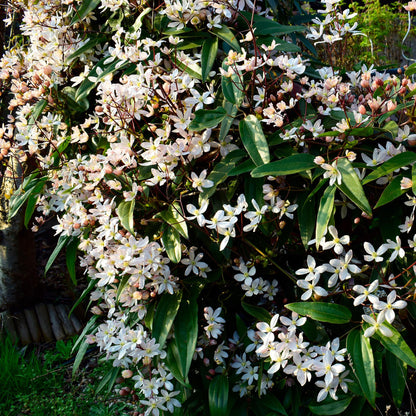 Clematis armandii - groenblijvende Clematis - 1 plant - Pot 11cm - Hoogte 40cm