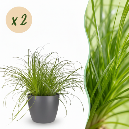 Green boutiQ - Kamerplant - Cyperus alternifolius Zumula - Kattengras - Huisdiervriendelijke Plant - Groen - 2 Planten - met Potter Grijs - Pot 12cm - Hoogte 20cm