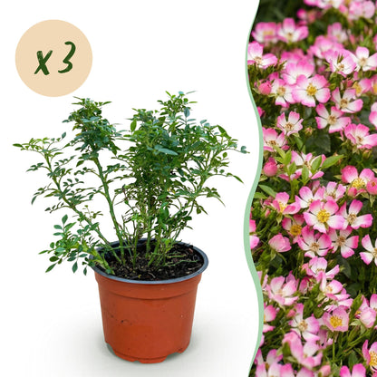 Rosa 'Cutie Pie' - Roos - Winterhard - Roze - 3 Planten - Pot 12cm - Hoogte Hoogte 20-25cm