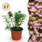 Rosa 'Cutie Pie' - Roos - Winterhard - Roze - 3 Planten - Pot 12cm - Hoogte Hoogte 20-25cm