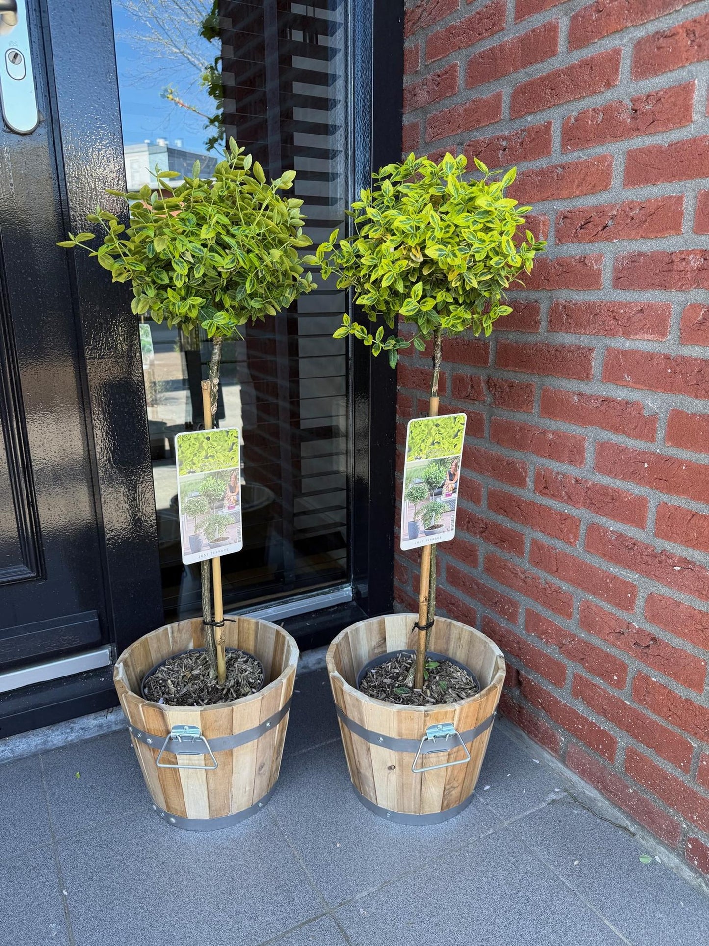Euonymus fortunei 'Emerald 'n Gold' op stam - Kardinaalshoed - hoogte 90cm