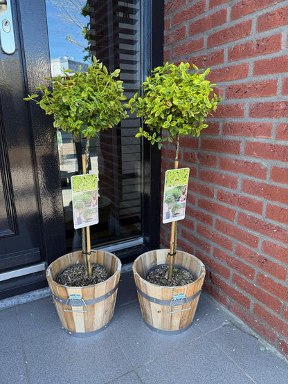 Euonymus fortunei 'Emerald 'n Gold' op stam - Kardinaalshoed - hoogte 90cm