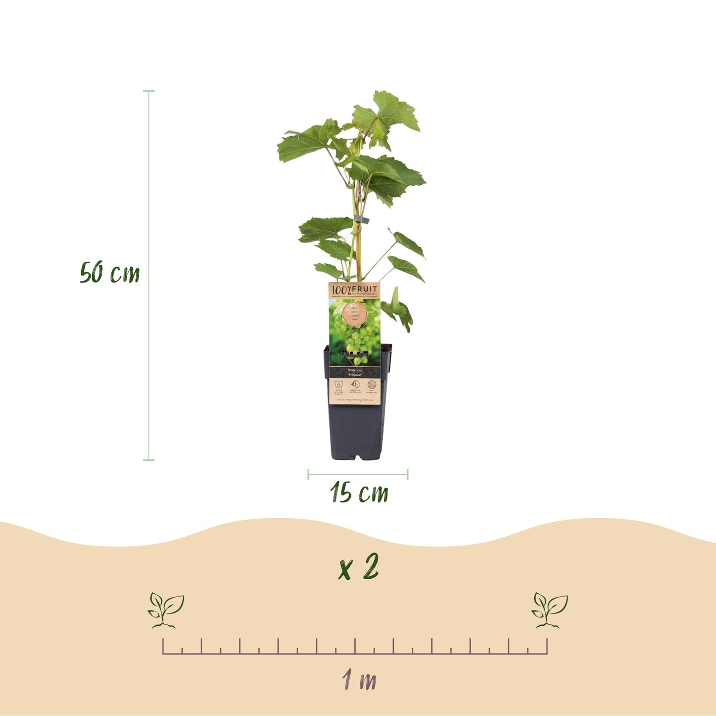 Vitis vinifera 'Himrod' - pitarme Witte Druif
