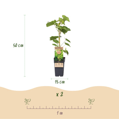 Vitis vinifera 'Himrod' - pitarme Witte Druif