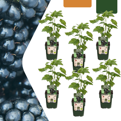 Biologische bramenplanten - 6 planten - Ø 13 cm - ↨ 20 cm
