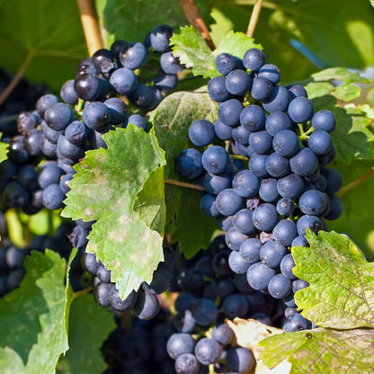 Vitis vinifera 'Regent' - Blauwe Druif (geent)