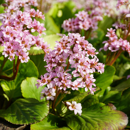 Bergenia cordifolia - Schoenlappersplant