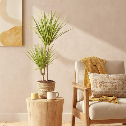 Dracaena Sunray - Drakenbloedboom - incl. mand - 1 plant - pot 17cm - hoogte 70-75cm