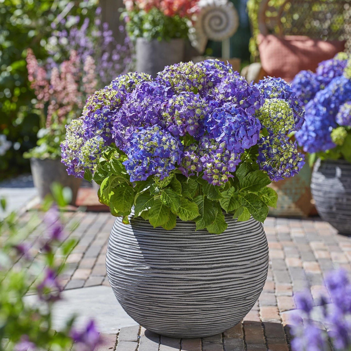 Hydrangea 'Endles Summer Summer Love Purple' - Paarse Hortensia - hoogte 20-25cm