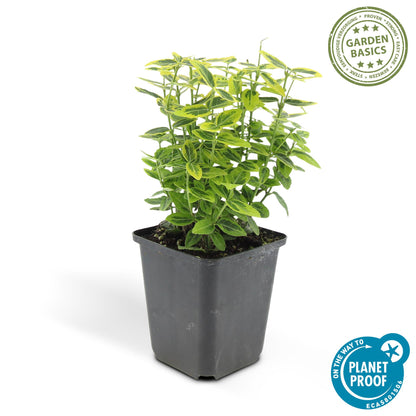 Euonymus fort. 'Emerald 'n Gold’ - Kardinaalshoed