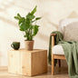 Green BoutiQ - Green is... Kamerplanten - Monstera Deliciosa - Gatenplant - Weinig onderhoud - met mand - Groen - 2 Planten - Pot 17cm - Hoogte 50-55cm