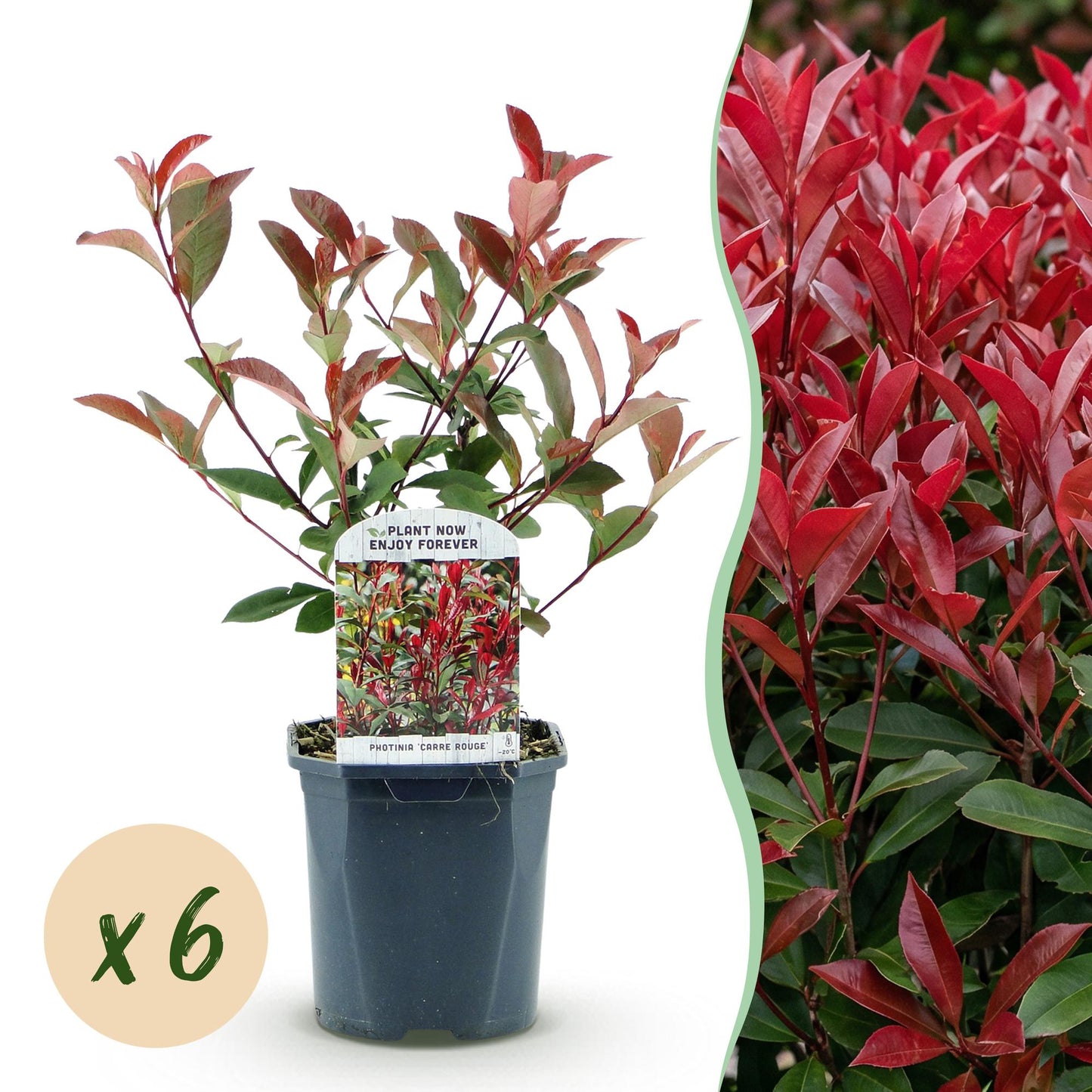 Photinia fraseri 'Carre Rouge' - Glansmispel - 6 planten - pot 17cm - hoogte 55cm